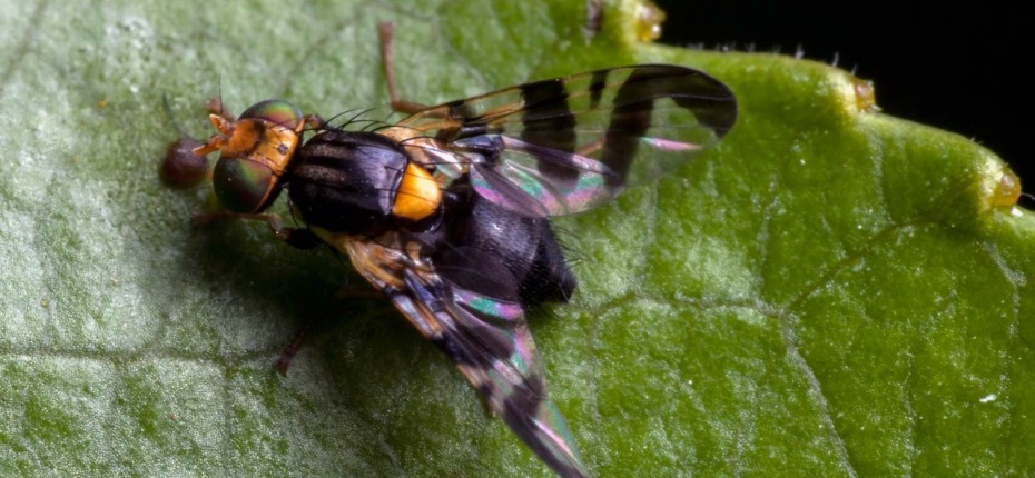 Вишневая муха - Rhagoletis cerasi L.