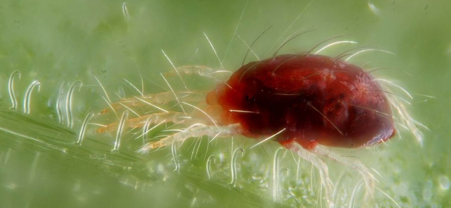 Обыкновенный паутинный клещ - Tetranychus urticae C. L. Koch