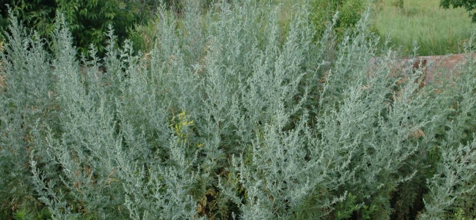Полынь горькая, белая - Artemisia absinthium L.