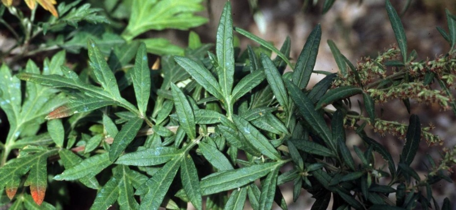 Полынь обыкновенная, чернобыльник - Artemisia vulgaris L.
