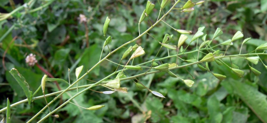 Capsella bursa-pastoris (L.) Medik. - Пастушья сумка обыкновенная