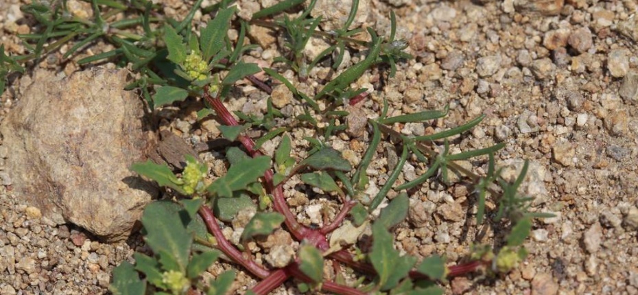 Марь сизая - Chenopodium glaucum L.