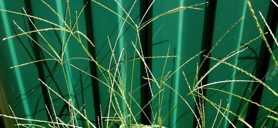 Digitaria sanguinalis (L.) Scop. - Росичка кроваво-красная