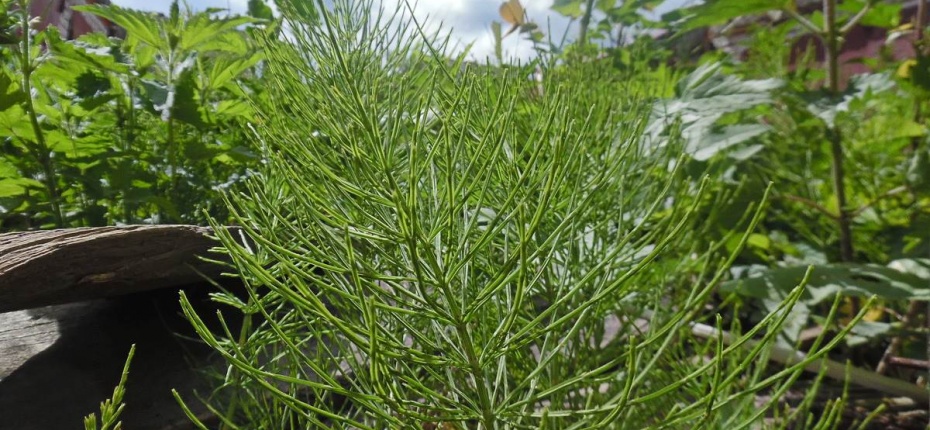 Equisetum arvense L. - Хвощ полевой