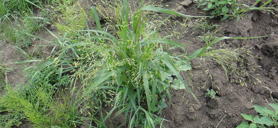 Panicum miliaceum subsp.ruderale (Kitag.)Tzvel. - Просо сорное