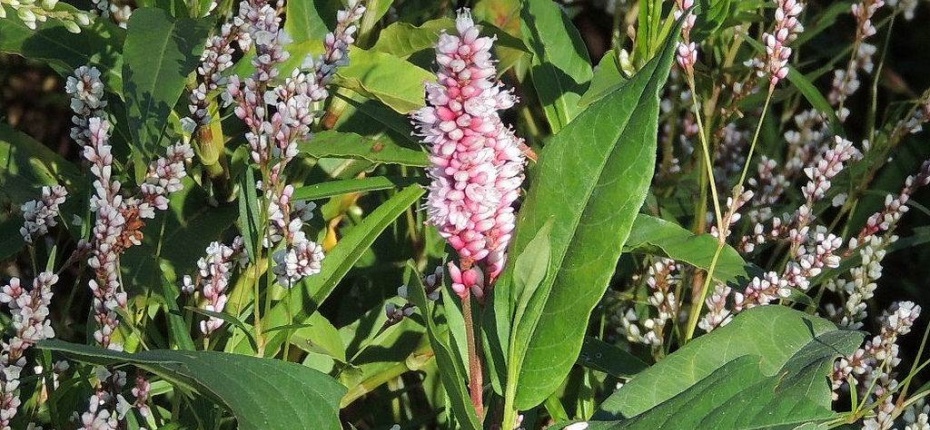 Горец земноводный, Щучья трава  - Persicaria amphibia (L.) Delarbre