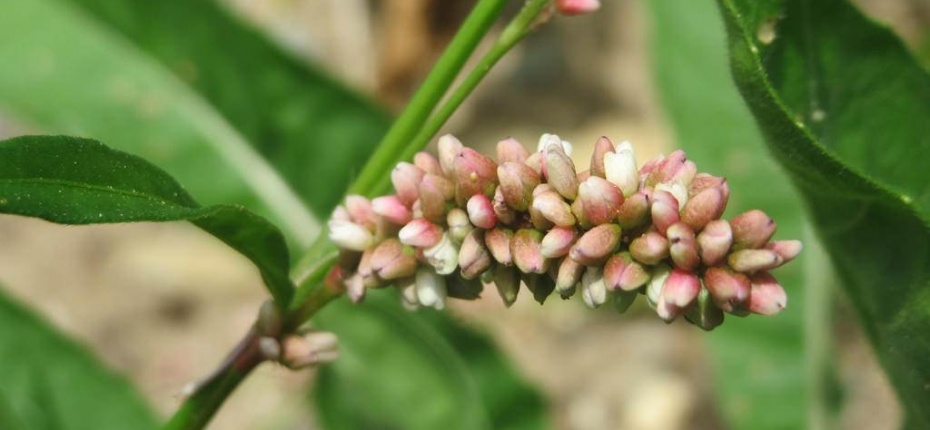 Горец развесистый, Горец щавелелистный, Персикария щавелелистная - Persicaria lapathifolia (L.) 