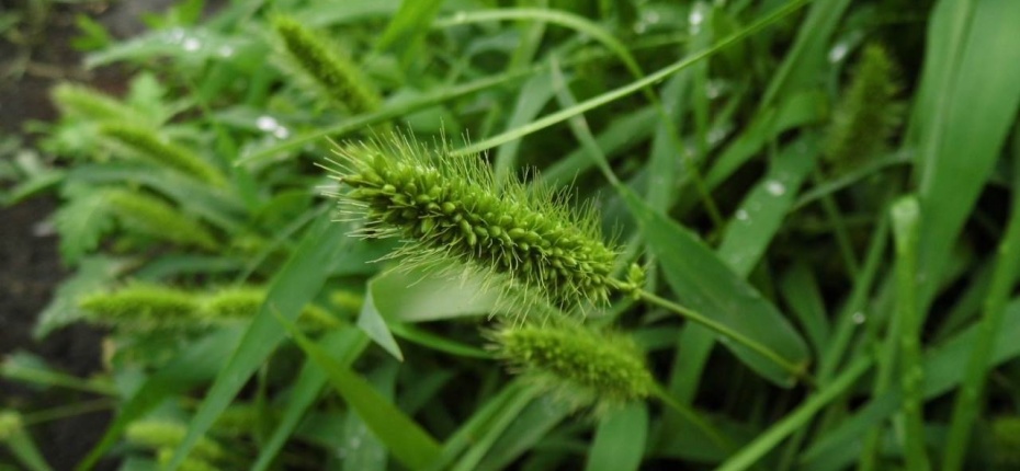 Setaria viridis (L.) Beauv. - Щетинник зеленый, мышей зеленый