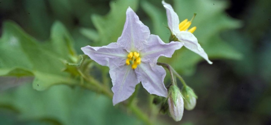 Паслен каролинский - Solanum carolinense L