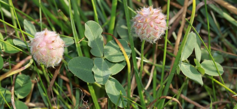 Клевер земляничный - Trifolium fragiferum L.