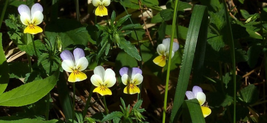 Viola tricolor L. - Фиалка трехцветная, анютины глазки