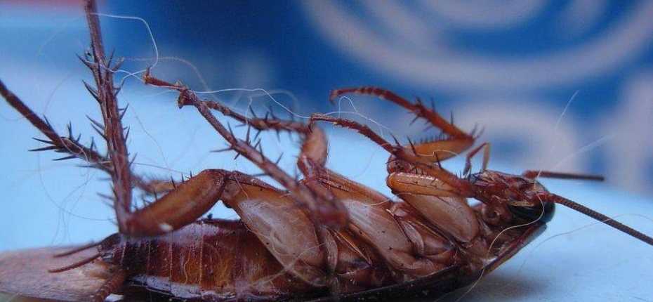 Тараканы умирают на спине