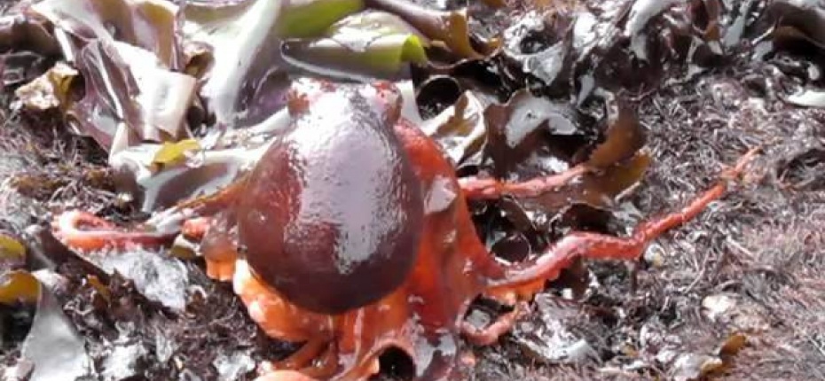 Моллюски способны скрываться от хищников, передвигаясь по суше