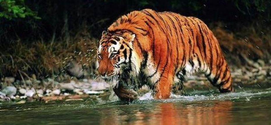 Тигры пловцы