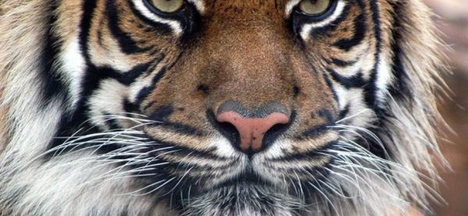 Зрачки тигра