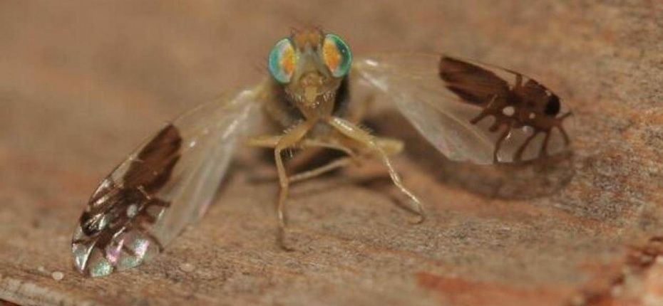 Зачем мухам нужен узор на крыльях в виде жучков