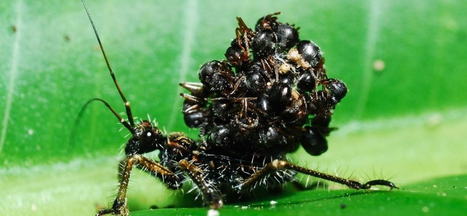 Клопы таскают на своей спине множество трупов муравьёв