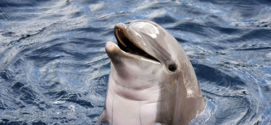 Верхний слой кожи дельфина