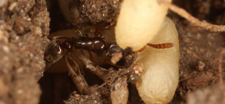 Забота о личинках муравья понера