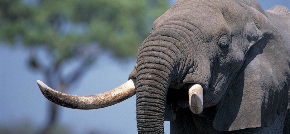 Изменения  размера бивней слонов 
