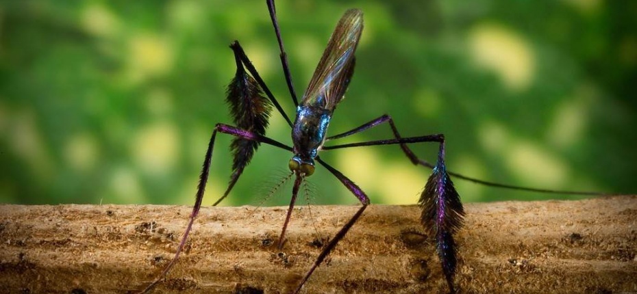 Блестящий комар