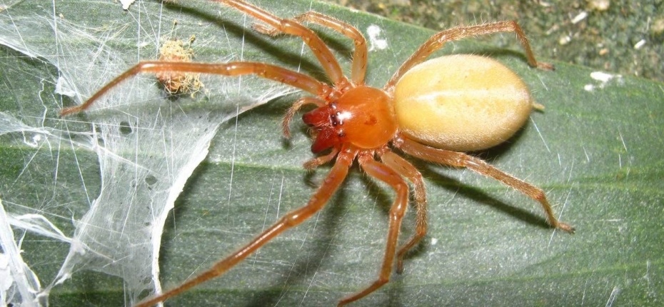 Желтосумый паук