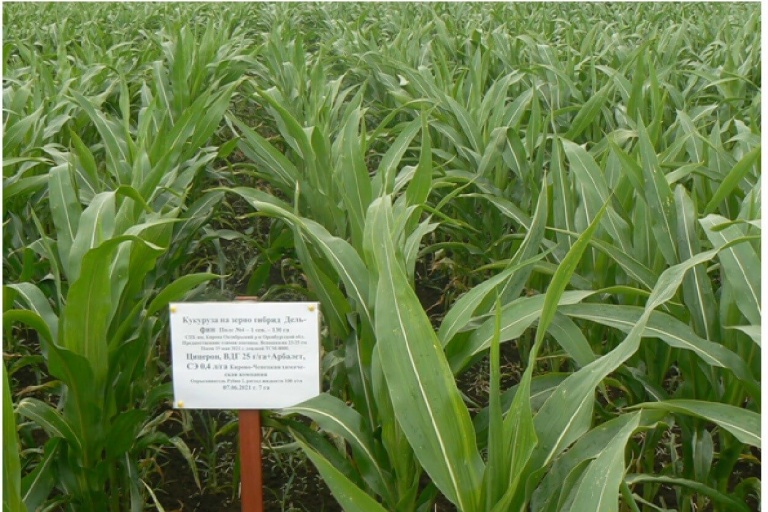 Кукуруза на зерно в условиях Оренбургской области