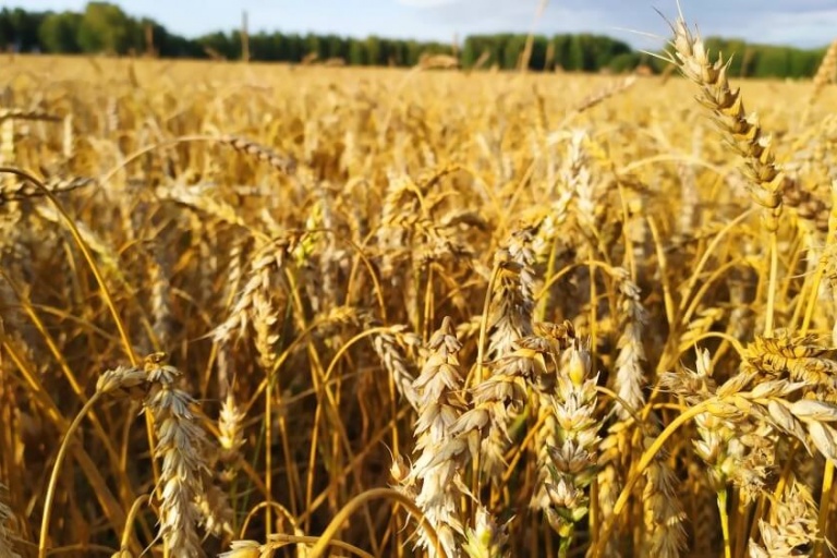 Яровая пшеница - особенности защиты