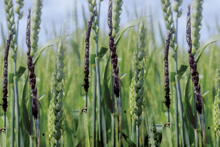 Пыльная головня пшеницы Ustilago tritici