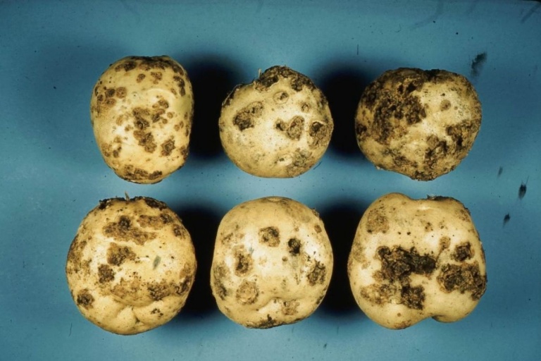 Посадка картофеля — подготовка семенного материала