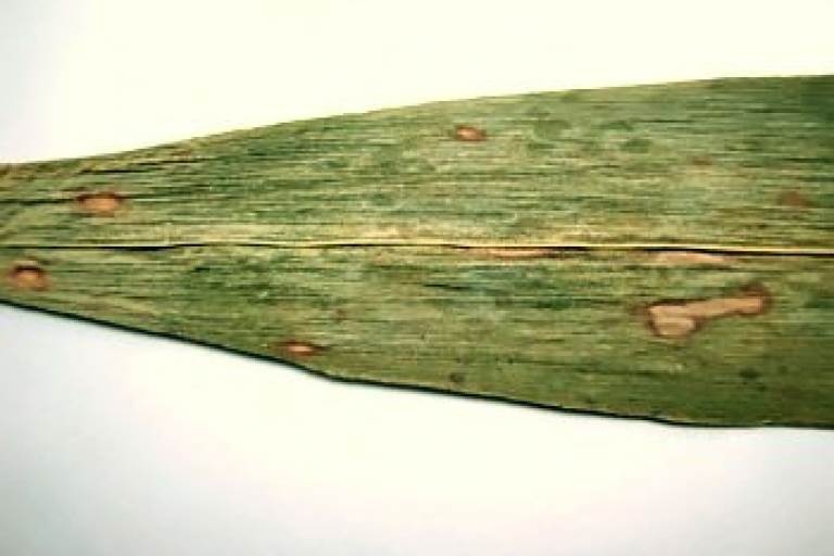 Гельминтоспориоз стеблей, початков и листьев кукурузы 