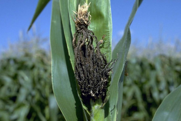Пыльная головня кукурузы