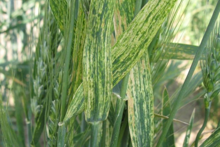 Вирус полосатой мозаики пшеницы (ВПМП)
