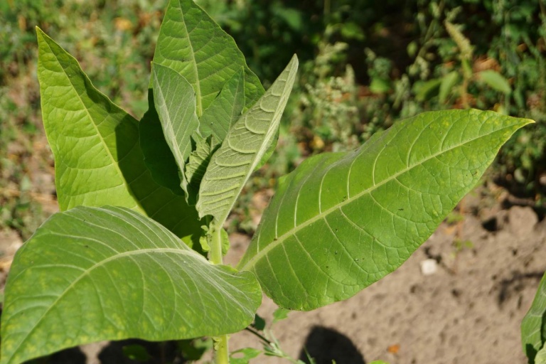Табак (растение)