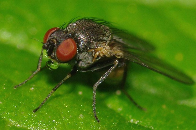 Стеблевая люпиновая минирующая муха