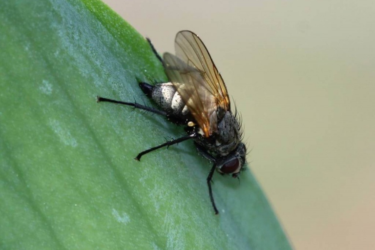 Защита от ирисовой мухи