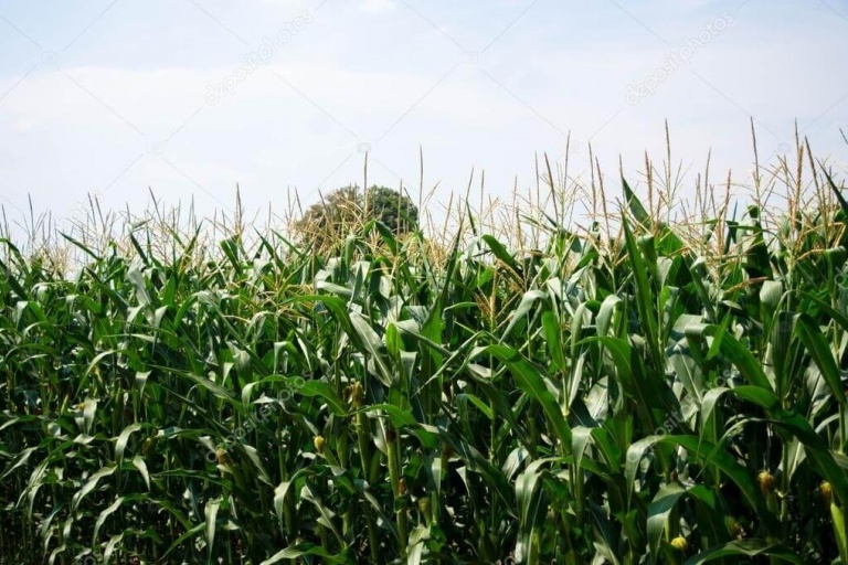 Корневая система кукурузы «расскажет» о причинах плохого состояния посевов