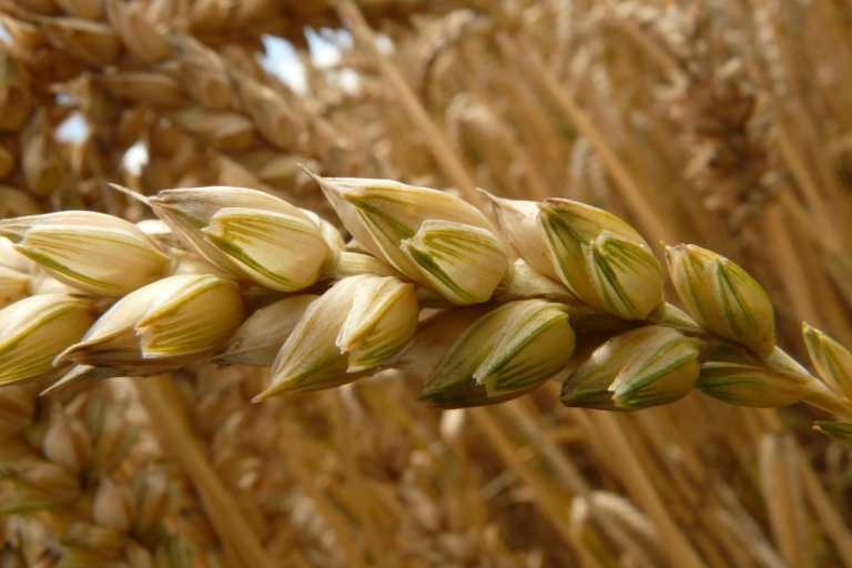 Минсельхоз может увеличить поддержку производителей зерна при снижении его стоимости