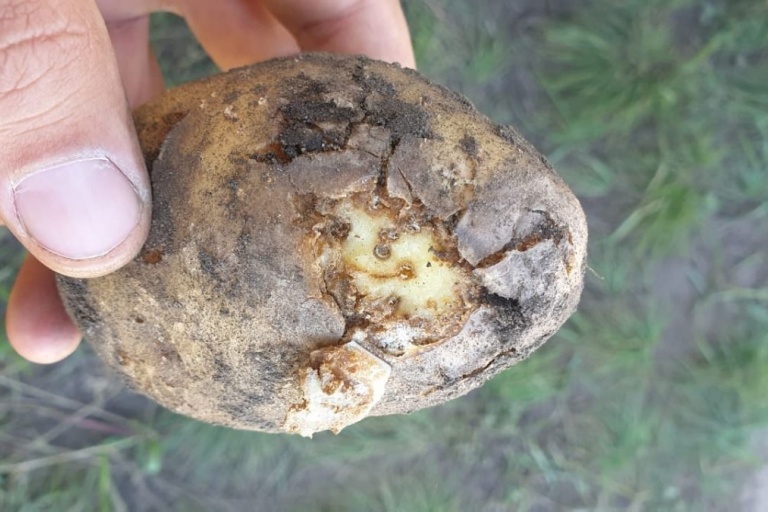 Как определить на картофеле фитогельминтов