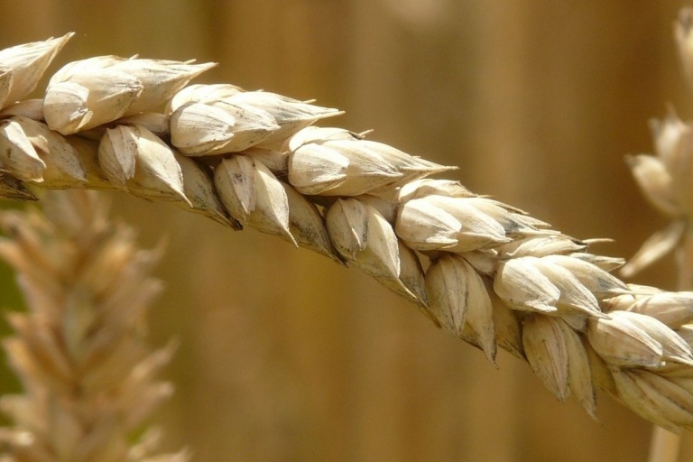 Протравление семян – мера борьбы с карликовой головней пшеницы