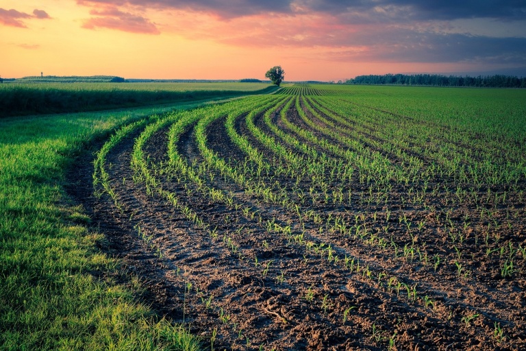 Общая площадь под зерновыми и зернобобовыми культурами в этом году может увеличиться на 0,5%