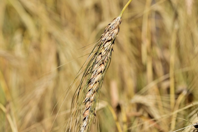 Правительство утвердило новые цены отсечения пошлин на зерно