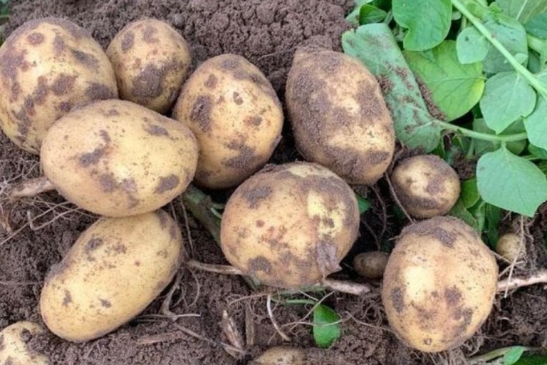 Подходящее время для уборки картофеля