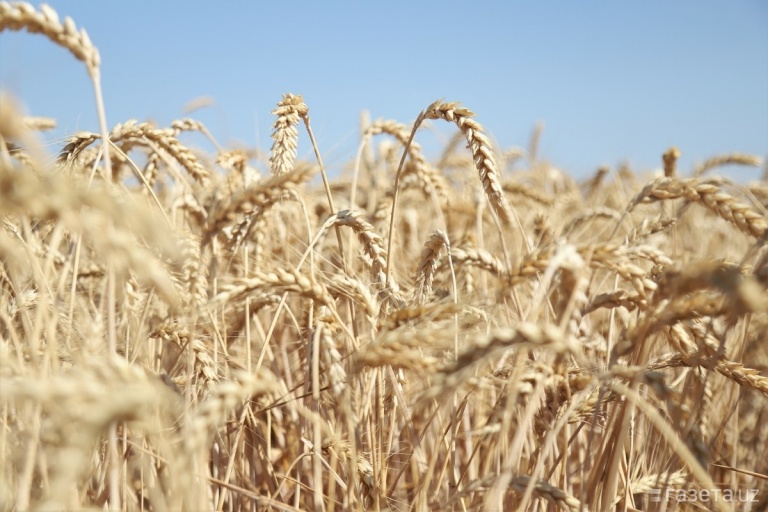 Какие сорта пшеницы более устойчивы к фузариозу колоса