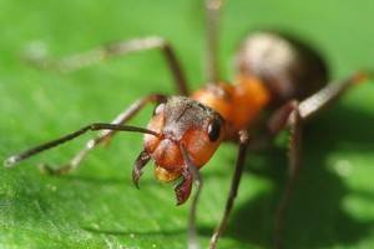 О муравьях