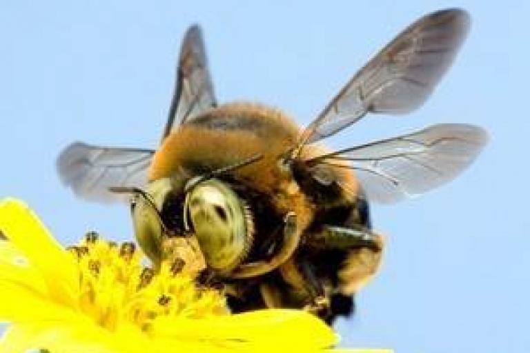 Пчёлы и поля