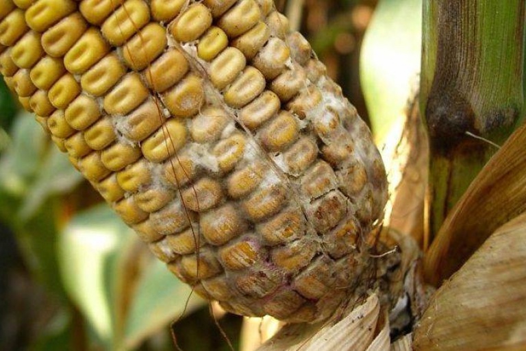 Склеротиниоз или белая гниль  – заболевание кукурузы