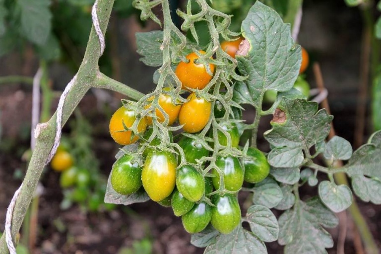 Удобрения с кальцием для томатов 