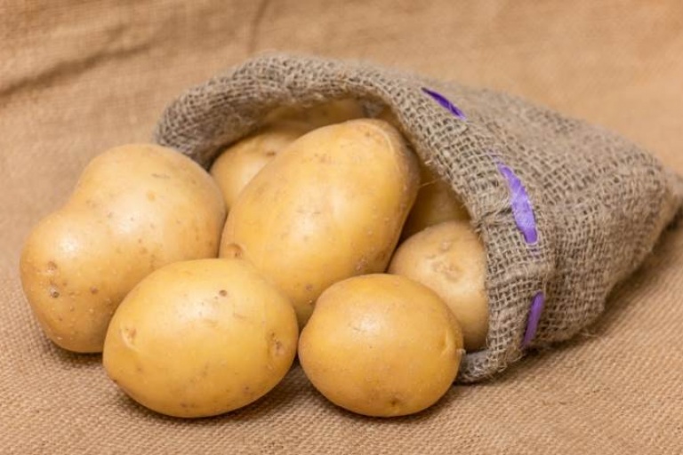 Аграрии создадут новые сорта картофеля