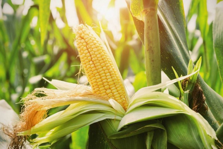 Ученые вывели высокоурожайную кукурузу, устойчивую к климатическим изменениям